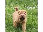 Chinese Shar-Pei Puppy for sale in Fancy Gap, VA, USA