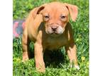 American Pit Bull Terrier Puppy for sale in Wilmington, DE, USA