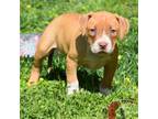 American Pit Bull Terrier Puppy for sale in Wilmington, DE, USA