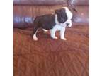 Boston Terrier Puppy for sale in Trempealeau, WI, USA