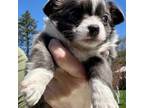 Chihuahua Puppy for sale in Dover, OH, USA
