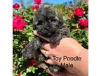 Poodle (Toy) Puppy for sale in Locust, NC, USA
