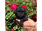 Poodle (Toy) Puppy for sale in Locust, NC, USA