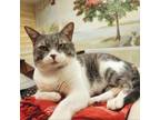 Adopt Snowball a Domestic Short Hair