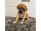Puggle Puppy for sale in Rock Rapids, IA, USA