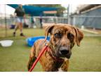 Adopt BENGI a Pit Bull Terrier, Mixed Breed