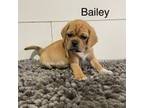 Puggle Puppy for sale in Rock Rapids, IA, USA