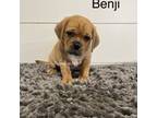 Benji