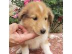 Bearded Collie Puppy for sale in Fredericksburg, TX, USA