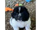 Newfoundland Puppy for sale in Harper Woods, MI, USA