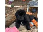 Newfoundland Puppy for sale in Harper Woods, MI, USA