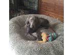 Weimaraner Puppy for sale in Normangee, TX, USA