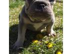 French Bulldog Puppy for sale in Denver, CO, USA