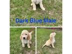 Dark Blue Male