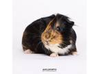 Adopt Larry a Guinea Pig