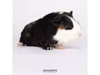 Adopt Perry a Guinea Pig