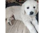 Golden Retriever Puppy for sale in Swanville, MN, USA