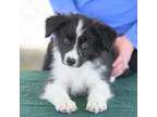 Border Collie Puppy for sale in Fenton, MO, USA