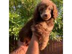 Mutt Puppy for sale in Madera, CA, USA