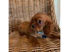 Cavalier King Charles Spaniel Puppy for sale in Madera, CA, USA