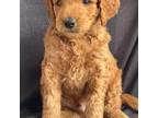 Goldendoodle Puppy for sale in Hobbs, NM, USA