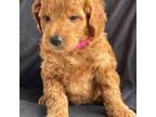 Goldendoodle Puppy for sale in Hobbs, NM, USA