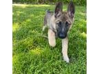 German Shepherd Dog Puppy for sale in Dallas, TX, USA