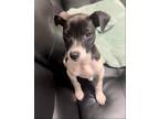 Adopt Z COURTESY LISTING PeeWee a Rat Terrier, Border Terrier