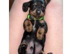 Dachshund Puppy for sale in Fort Campbell, KY, USA