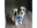 Shih Tzu Puppy for sale in Decatur, GA, USA