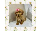 Daisy (Cavapoo)