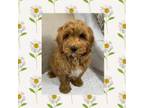 Cavapoo Puppy for sale in Los Angeles, CA, USA