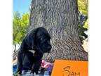 Great Dane Puppy for sale in Glendale, AZ, USA