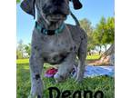 Great Dane Puppy for sale in Glendale, AZ, USA