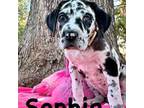 Great Dane Puppy for sale in Glendale, AZ, USA