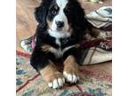 Bernese Mountain Dog Puppy for sale in Hermantown, MN, USA