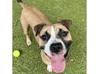 Adopt Ace a Mixed Breed