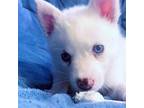 Mutt Puppy for sale in Grand Blanc, MI, USA
