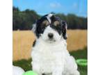 Cock-A-Poo Puppy for sale in Sullivan, IL, USA