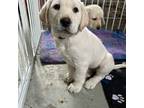 Labrador Retriever Puppy for sale in Princeton, MN, USA