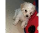 Maltipoo Puppy for sale in Warren, MI, USA
