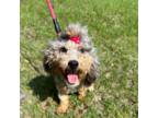 Mutt Puppy for sale in Fort White, FL, USA