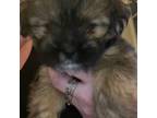 Shorkie Tzu Puppy for sale in Madison, SD, USA