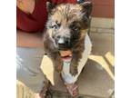 German Shepherd Dog Puppy for sale in Antioch, TN, USA