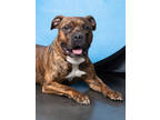 Adopt Chief Wiggim a Mixed Breed