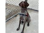 Adopt Sarge a German Shorthaired Pointer