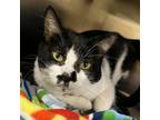 Adopt Hudson a Domestic Short Hair