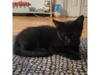 Adopt Echo (bonded with Oriole) a Domestic Short Hair