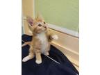 Adopt Jupiter a Domestic Short Hair