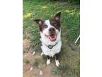 Adopt Jax a Border Collie